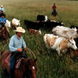 Montana Cattle Drives