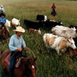 Colorado Cattle Drives