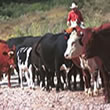 Arizona Cattle Drives