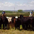 Nevada Cattle Drives