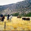 New Mexico Cattle Drives
