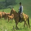 Oregon Cattle Drives