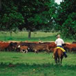 Tennessee Cattle Drives