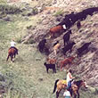 Utah Cattle Drives