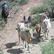 Colorado Cattle Drives