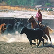 Montana Cattle Drives