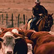 Idaho Cattle Drives