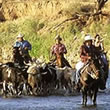 California Cattle Drives