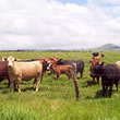 Hawaii Cattle Drives
