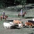 Hawaii Cattle Drives