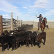 Missouri Cattle Drives