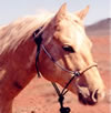 Horse Tack